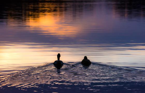 Mallard Duck Silhouette