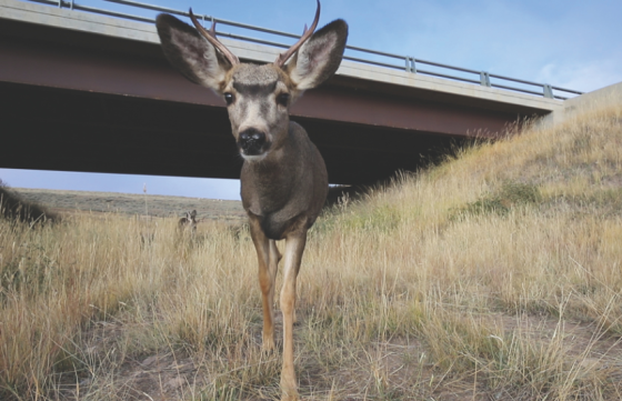 A buck mule deer utilizing an underpass under U.S. Highway 191 west of Pinedale