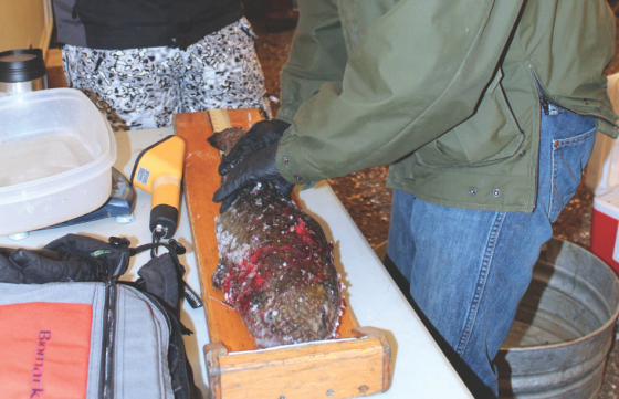 Wyoming Game and Fish Department Fisheries Biologist John Walrath measures a burbot from a recent Burbot Bash at Flaming Gorge Reservoir.