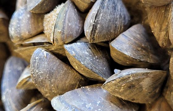zebra mussels