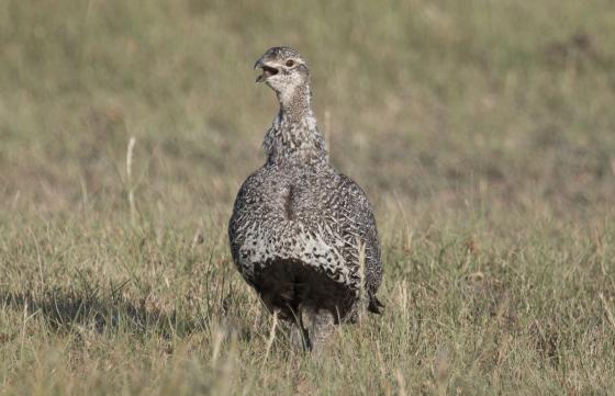 A hen sage grouse