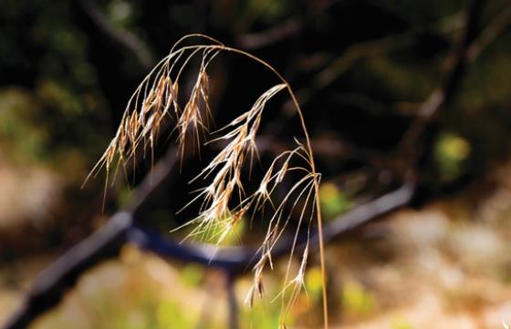 cheatgrass