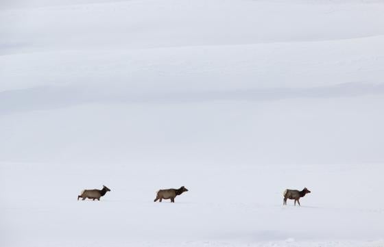 Elk in winter