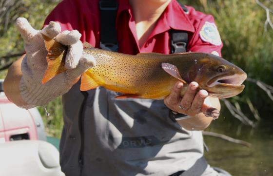 Cutthroat Trout in the Jackson Region