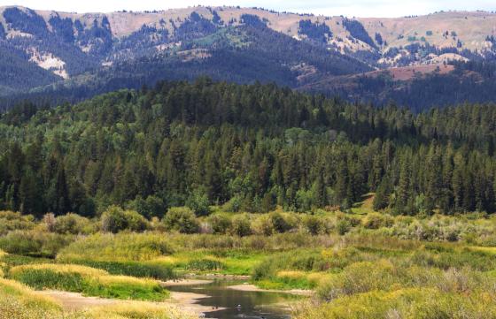Alpine Wetlands Public Access Area