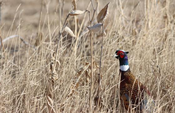 Rooster pheasant 