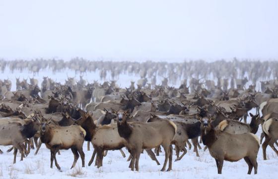 Elk on feedgrounds in the winter