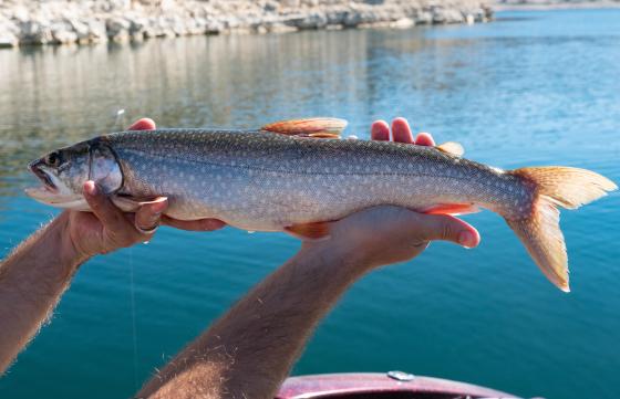 A biologist holds a lake trout after catcthing and tagging the fish with a floy tag