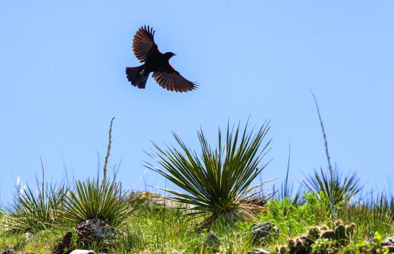 red-winged blackbird