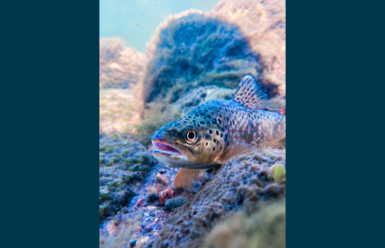 A brown trout submerged in water among rocks and algae
