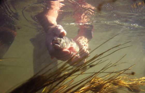 Underwater trout