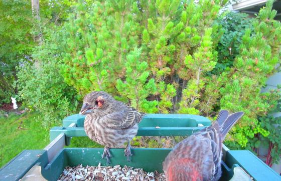 House finch with conjuntivitis at bird feeder