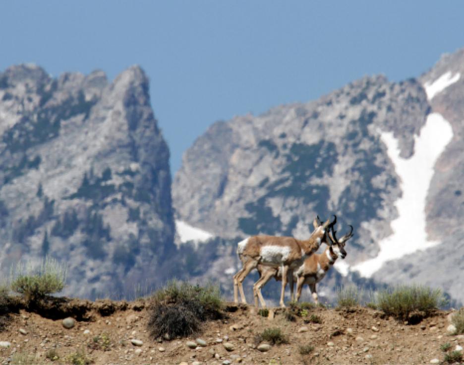 Wyoming Game and Fish Commission approves 2024 hunting seasons ...