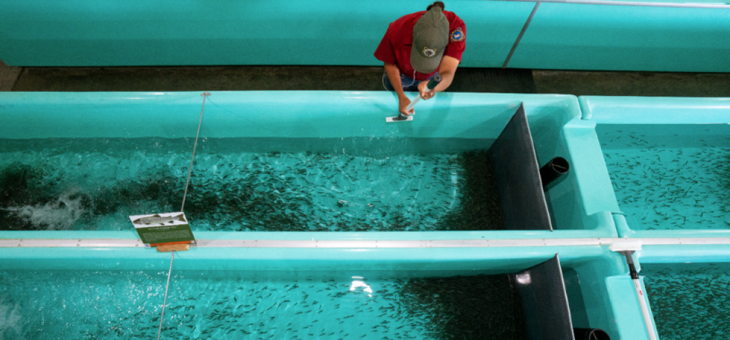 An employee in a red uniform with a green hat at Clark's Fork Fish Hatchery cleans teal-colored fiberglass troughs full of fry with a brush.