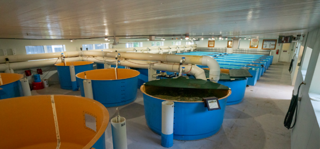 A wide shot of the interior of the Ten Sleep Hatchery Building which includes fiberglass troughs and small circular raceways for raising trout.