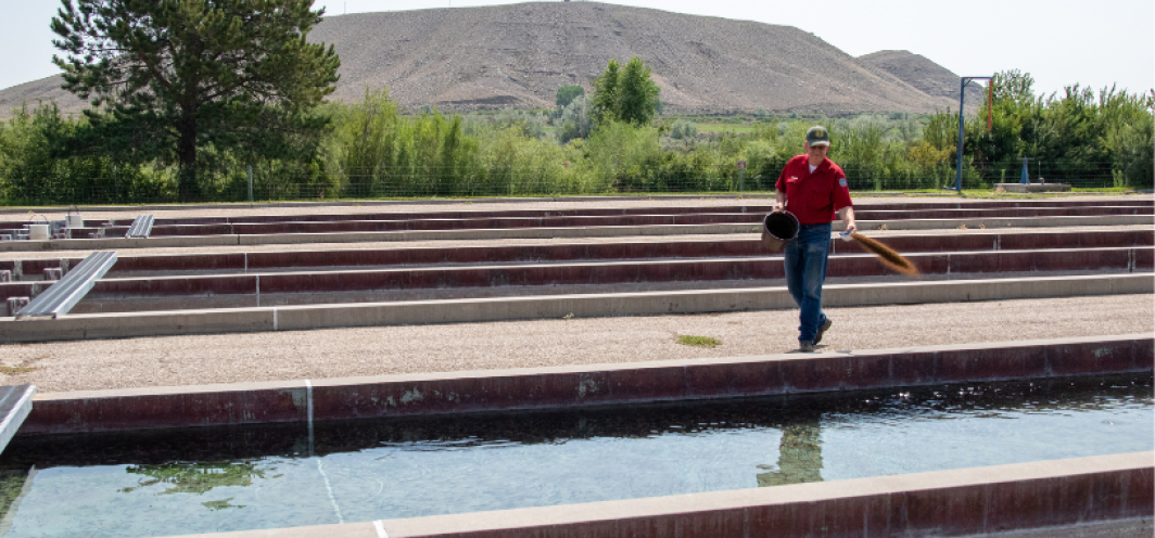 Clark's Fork Fish Hatchery Superintendent feeding fish in the outdoor concrete raceways with a mountain in the background.