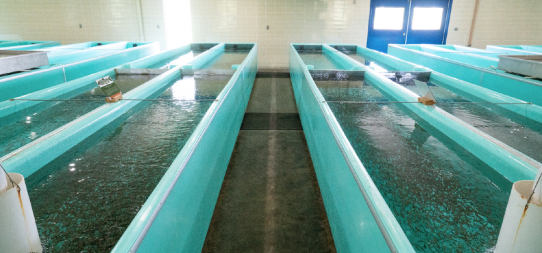 Rows of teal-colored fiberglass troughs full of trout fry inside the Clark's Fork Fish Hatchery's hatchery building.