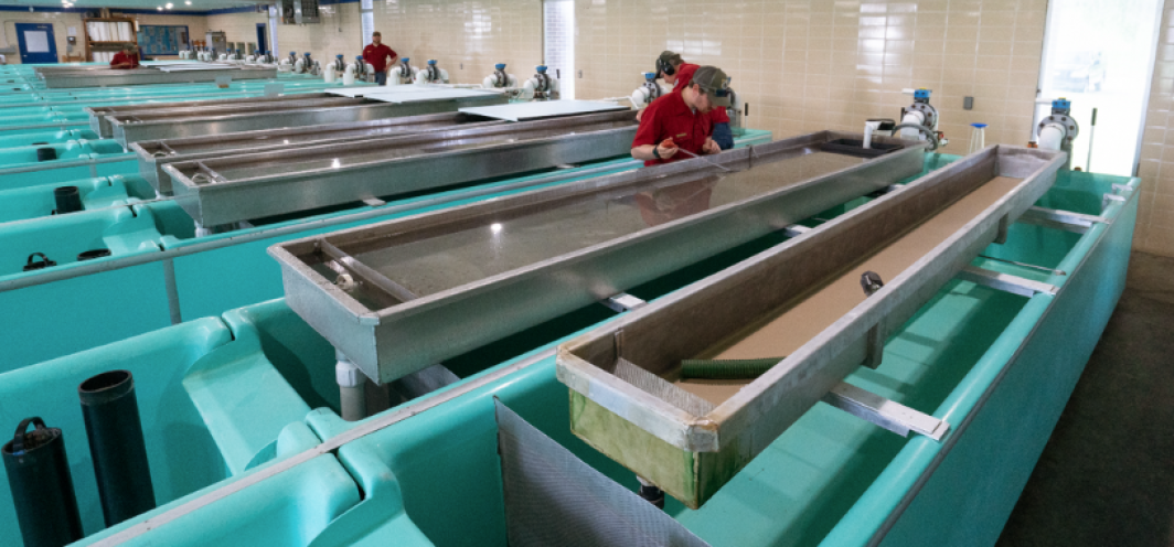 Employees inside the Clark's Fork hatchery building pick fish mortalities out of the aluminum troughs