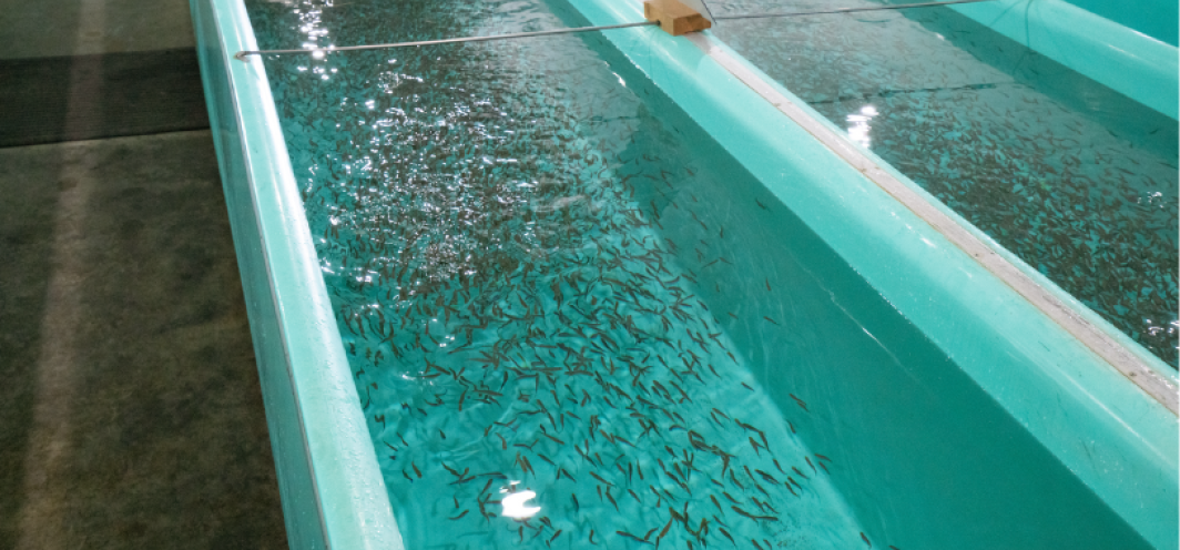 Trout fry in fiberglass troughs for rearing fish in the Clark's Fork Hatchery Building.