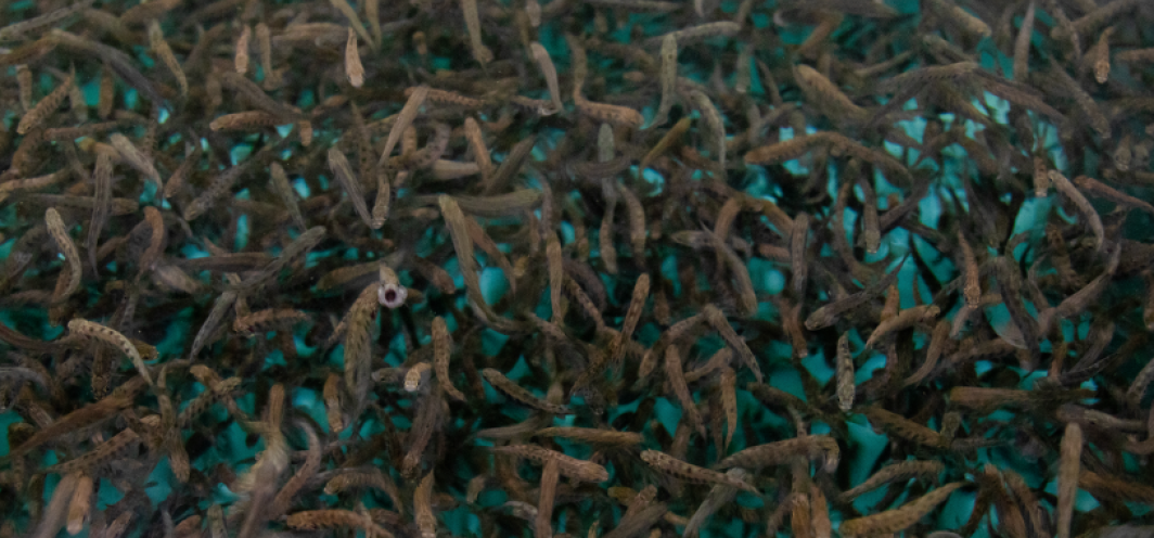 Trout fry in teal fiberglass troughs swimming up to the water's surface to eat fish food.