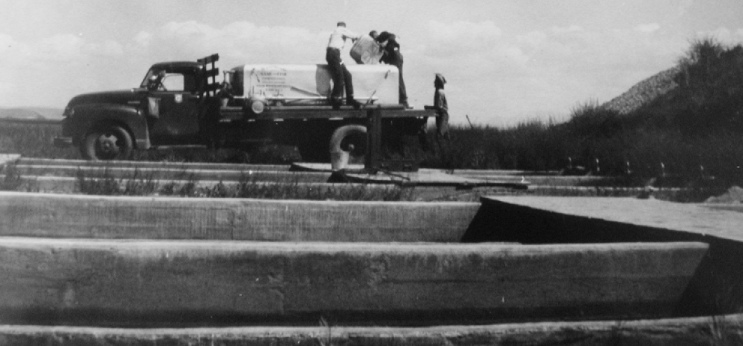 An image of fish culturists loading fish on an old fish distribution truck at Daniel Fish Hatchery.