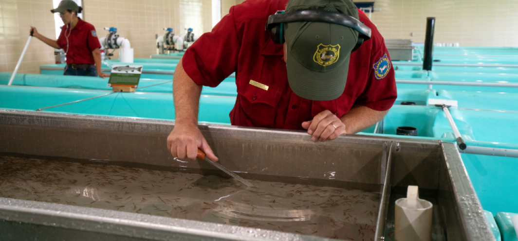Clark's Fork hatchery superintendent picks fish mortalities out of a trough