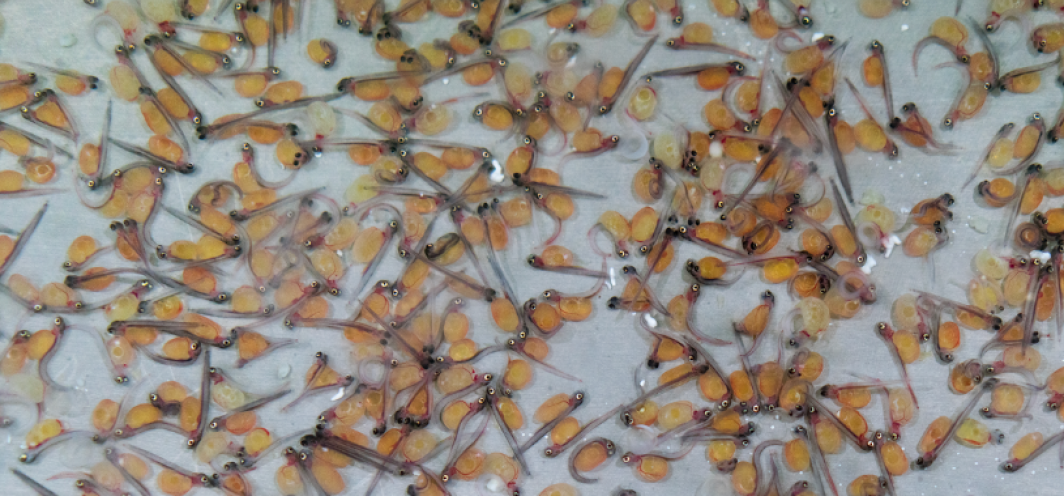 Dozens of Sac Fry, or newly hatched trout with the egg sac still attached, in an Aluminum Trough