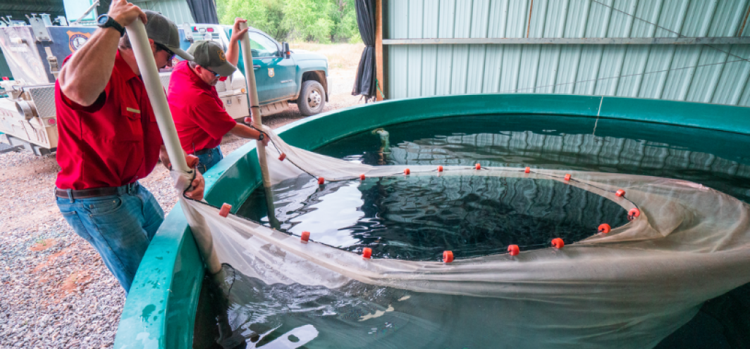 Wyoming Game and Fish hatchery personnel seine fish out of a large dual drain circular at Wigwam Rearing Station.