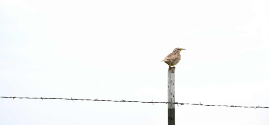A western meadowlark perches on a fence post