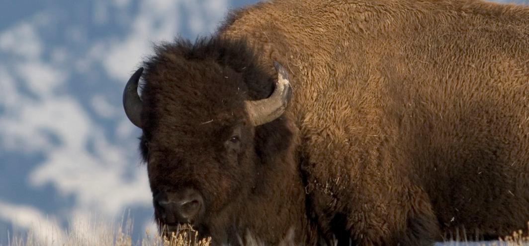 Bull bison in GTNP