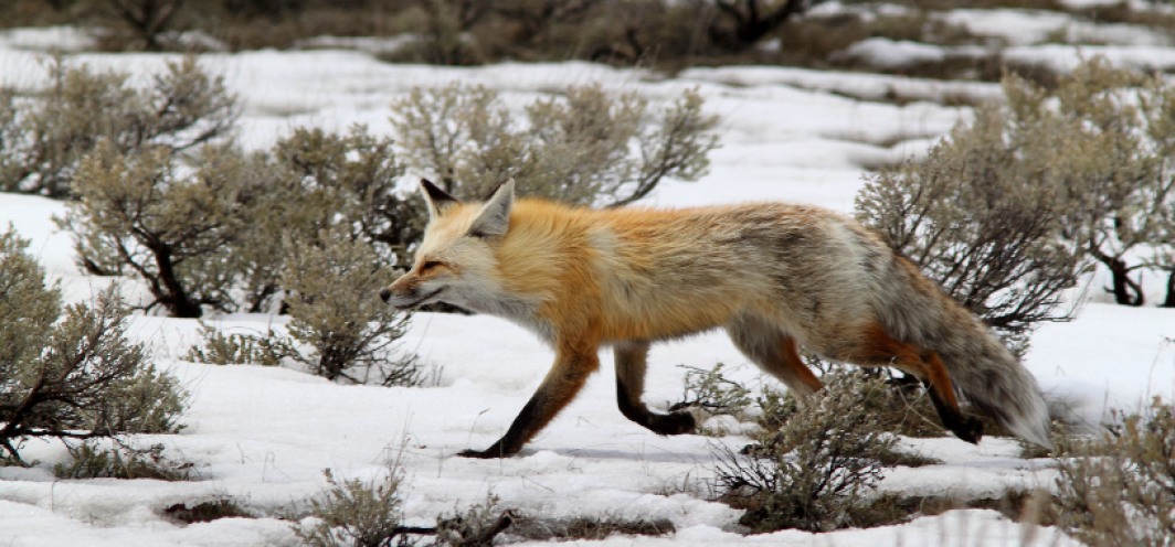 Red fox running in snow - WGFD Biologist Stan Harter