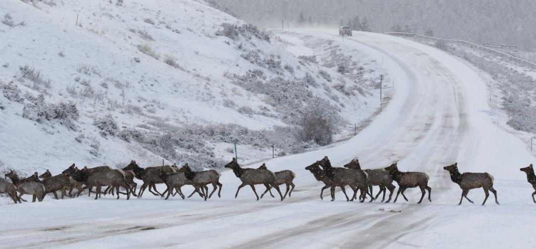 elk crossing snow covered road