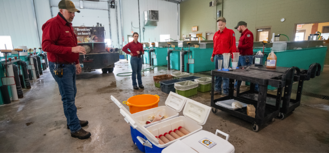 A shipment of eggs from the Story Fish Hatchery is unloaded and moved to incubation jars.