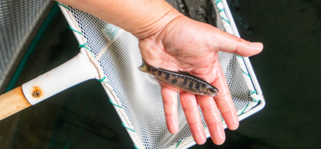 A fingerling-sized trout raised at Wigwam fish hatchery