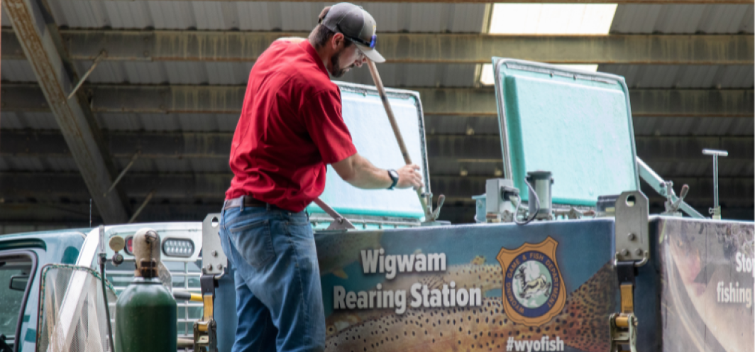 A fish culturist looks into a fish distribution truck tank to move fish to a new location at Wigwam