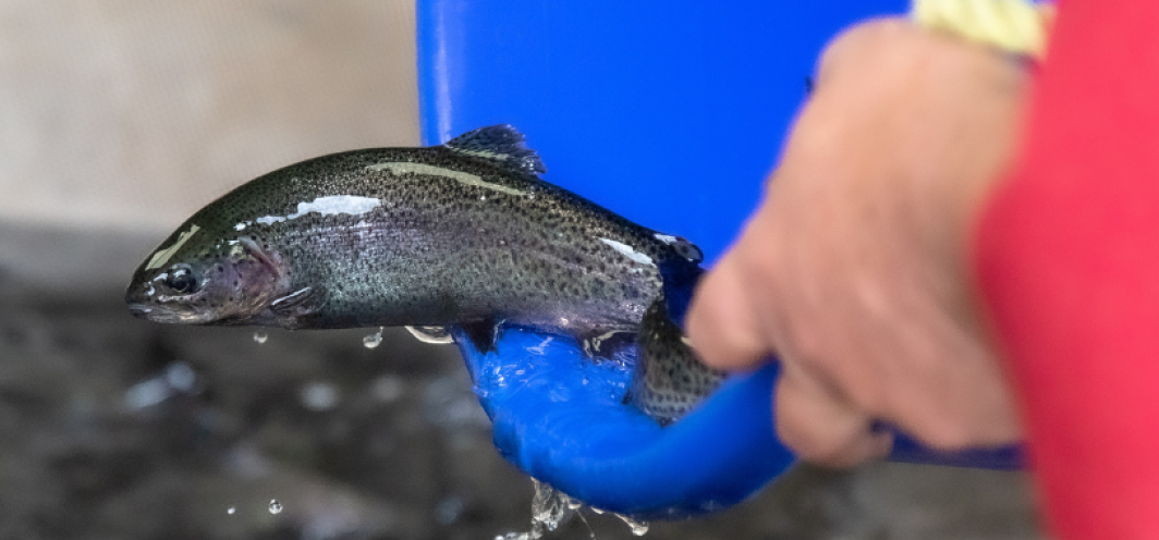 A fish culturist moves a rainbow trout into a tank at Wigwam Rearing Station
