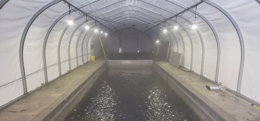 An inside view of a concrete raceway inside the Tillett Springs Rearing Station brood recruitment building.