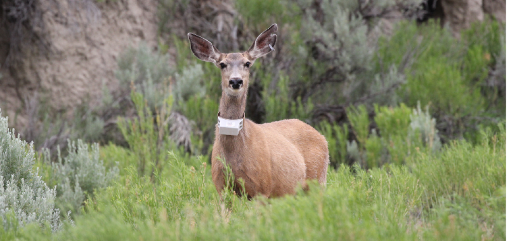 Casper Region | Wyoming Game & Fish Department