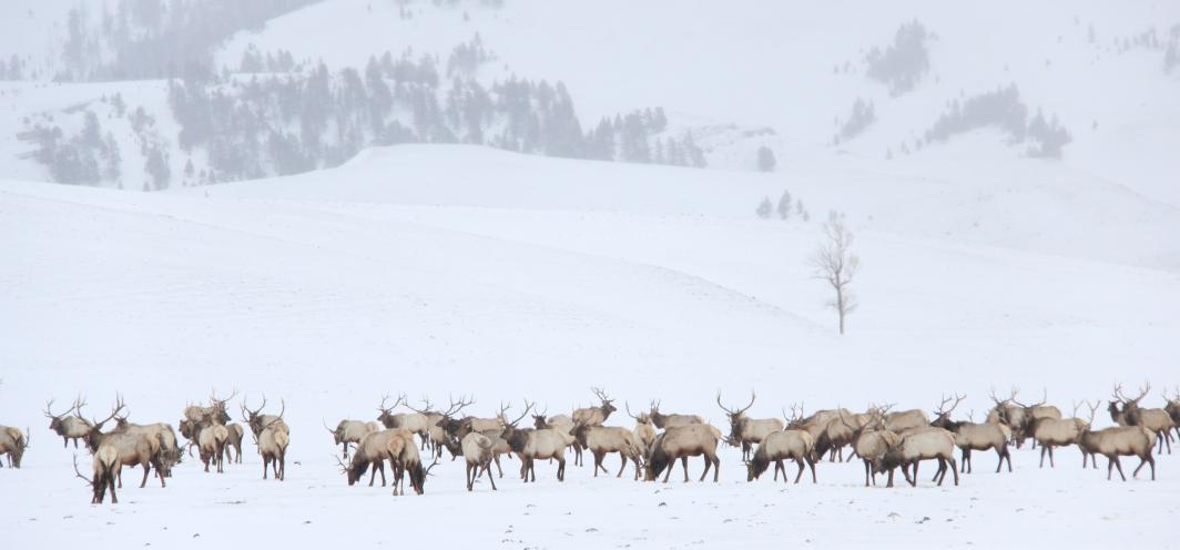 Elk feedgrounds
