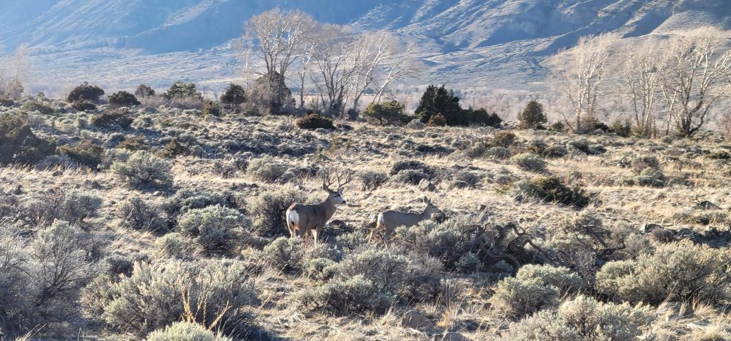 A mule deer buck and doe standing in sage brush 