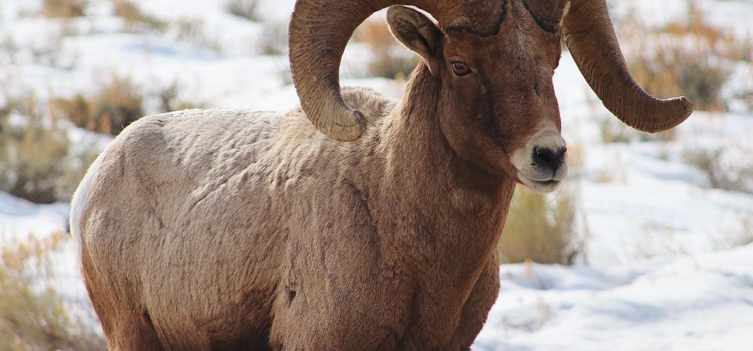 Bighorn Sheep