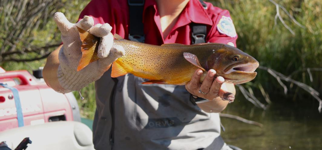Cutthroat Trout in the Jackson Region 