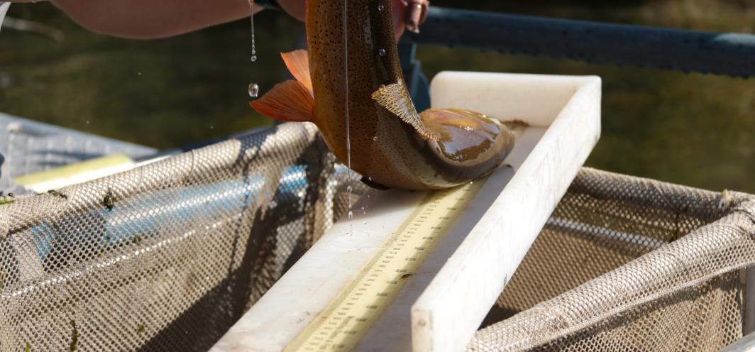 Cutthroat Trout