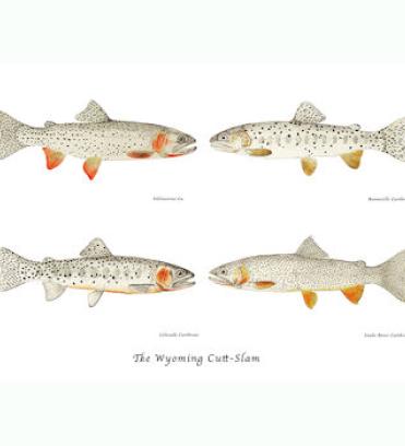 Cutthroat Trout Note Card Cutthroat Trout Note Card