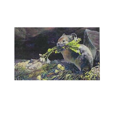 2026 Conservation Art Show print featuring Pika