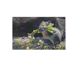 2026 Conservation Art Show print featuring Pika