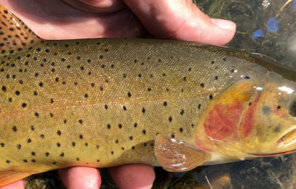 A closeup photo of a Yellowstone cutthroat trout, showing the fish's profile from the dorsal fin forward, being held just out of the water