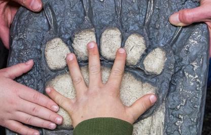 A child compares the size of their hand to a bear track cast
