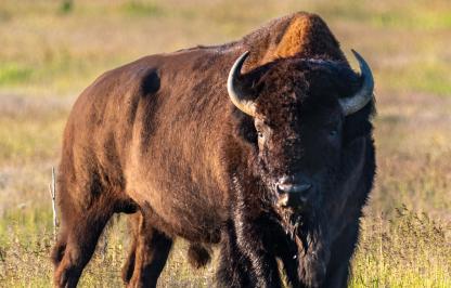 Bison A large bison with horns