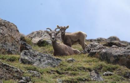 Bighorn ewe and lamb, credit Tayler LaSharr